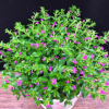 滿天星盆栽植物室內客廳陽臺綠植超花期長的盆栽花卉四季開花不斷