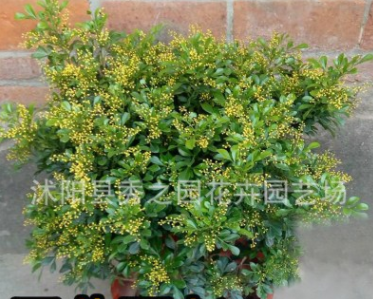 芳香濃郁 驅(qū)蚊子 雅氣十足 舒人心 米蘭盆栽植物 四季常青