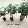 批發(fā)四季桂花樹苗客廳盆栽四季開花濃香型室內(nèi)花卉家養(yǎng)植物綠植