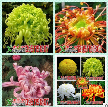 批發宿根花卉 盆栽大菊花苗 艷陽菊花苗 苗木基地直銷