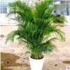 客廳大型綠植物袖珍椰子 盆栽散尾葵 室內盆栽花卉四季常青吸甲醛