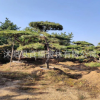 批發(fā)高檔別墅小區(qū) 精品黑松造型 黑松造型樹 造型油松大樹 可盆栽