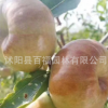 果樹苗基地批發(fā) 潘棗苗 好成活 南北方種植 棗子苗 棗樹苗新品種
