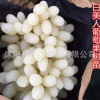白美人葡萄苗批發(fā) 白色葡萄新品種盆栽地栽葡萄果樹苗 中晚熟品種