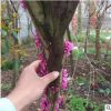 單桿紫荊樹苗 基地直銷 批發(fā)價(jià)格 觀賞花灌木 園林綠化苗木品種