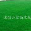 百慕大草坪價格，出售百慕大草坪，出售優質百慕大草坪