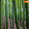 供應批發優質毛竹 工程綠化苗楠竹 毛竹苗 毛竹小苗品種齊全0.5