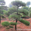 湖南黑松農(nóng)戶(hù)直銷(xiāo)庭院景觀(guān)綠化樹(shù)造型黑松 樹(shù)形優(yōu)美 價(jià)格實(shí)惠
