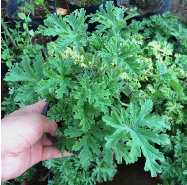 驅蚊草苗 驅蚊草盆栽 凈化空氣提神植物 驅蚊蟲