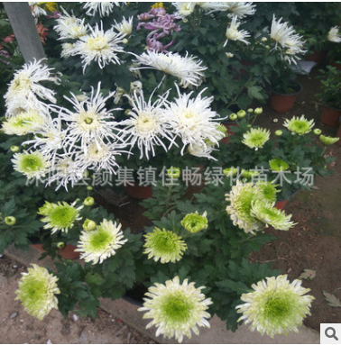 菊花盆栽花卉 菊花苗千頭菊花 金絲菊 綠色菊花批發