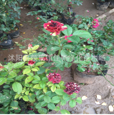 流星雨月季花 批發月季花苗 觀賞庭院盆栽花卉 月季花工程花苗