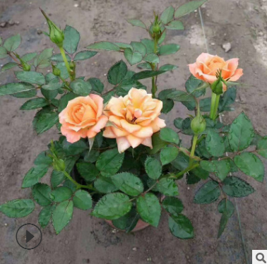 迷你玫瑰小盆栽苗現挖現發 斗南基地盆栽觀花植物玫瑰花苗批發
