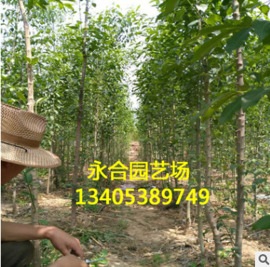 基地直銷優質絲綿木 一手貨源 成活率高