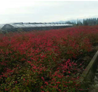 北美冬青培育基地 基地直銷北美冬青小苗