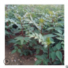 專供0.6公分無刺花椒苗 無刺花椒苗品質好