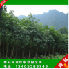 苗圃直銷優質七葉樹 大規格一級七葉樹 綠化風景工程樹