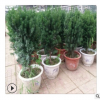 專業紅豆杉種植基地 常年銷售曼地亞紅豆杉樹苗 株高40-80cm綠化