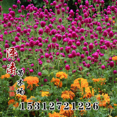 批發千日紅種子 千日紫種子 庭院花卉種子易種花草
