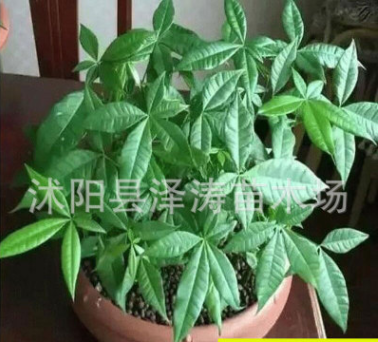 批發發財樹種子價格 觀賞綠植 顆粒飽滿 發財樹種子銷售