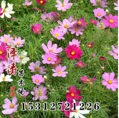 進口草坪草花種子 波斯菊種子 混色裝 好管理 工程草花種子大全