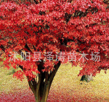 新采正宗進口紅楓種子日本紅楓種子日本迷你楓樹種子紅楓種子楓樹