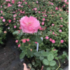歐月品種中阿芒迪娜夏奈爾的供應價格及市場行情