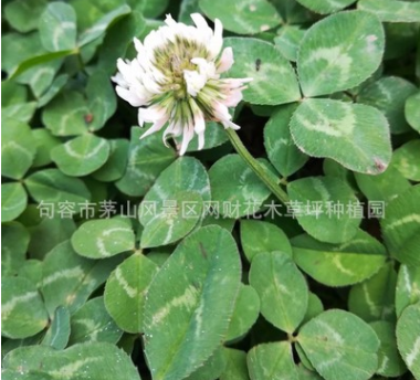 觀賞型草坪種子 少零售多批發(fā) 白三葉種子