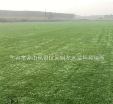 句容草坪供應(yīng)四季青草籽 矮生好管理 庭院工程廠區(qū)專用草種