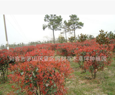 庭院彩葉球形 各種規格紅葉石楠