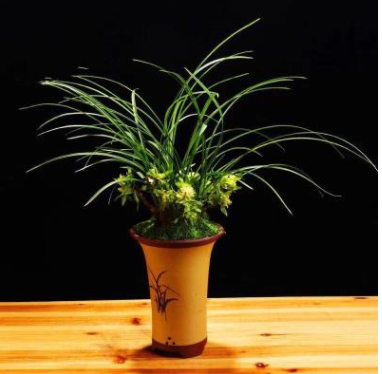 上海植物租賃租擺蘭花劍蘭墨蘭 辦公室植物盆景室內綠色小盆栽