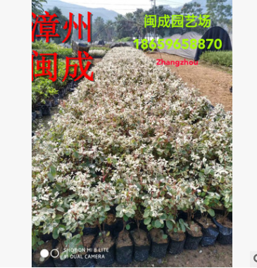 雪花木 白雪公主 綠化苗木 福建漳州