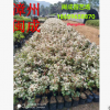 雪花木 白雪公主 綠化苗木 福建漳州