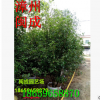 四季桂花 綠化苗木（叢生高度2.5-2.8米）福建漳州