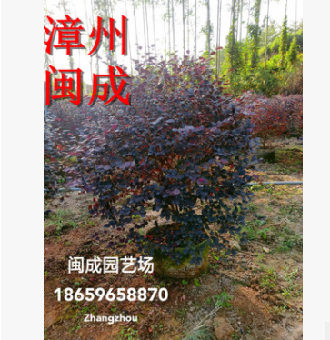 紅花繼木球 綠化苗木 (精品球80&#120;80) 福建漳州