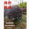 紅花繼木球 綠化苗木 (精品球80&#120;80) 福建漳州