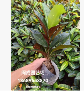 變葉木 彩霞變葉木 綠化苗木(25-30高度) 福建漳州