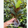 變葉木 彩霞變葉木 綠化苗木(25-30高度) 福建漳州