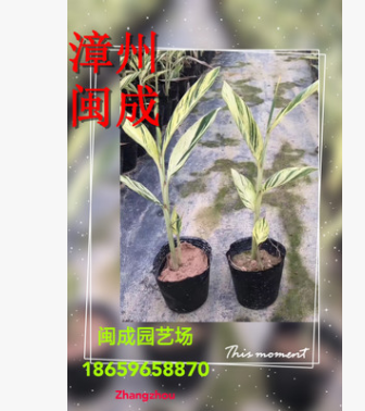 花葉良姜 花葉艷山姜 彩葉姜 綠化苗木 福建漳州