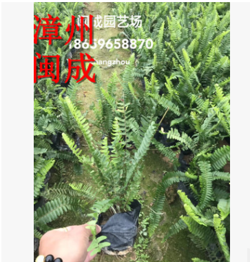 腎蕨 排骨草 蜈蚣草 綠化苗木(25-30高) 福建漳州