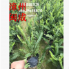 腎蕨 排骨草 蜈蚣草 綠化苗木(25-30高) 福建漳州