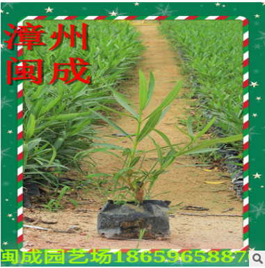 夾竹桃 柳葉桃樹 綠化苗木 (高度25-1米) 福建漳州