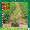 夾竹桃 柳葉桃樹 綠化苗木 (高度25-1米) 福建漳州