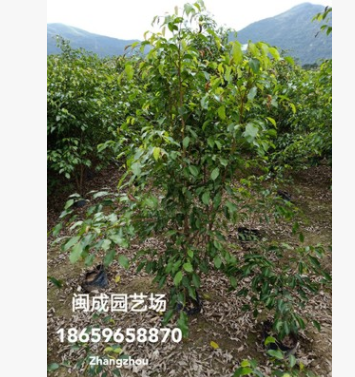 垂榕 小葉榕 綠化苗木(自然高1米-2.5米) 福建漳州