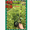 毛杜鵑 錦繡杜鵑 綠化苗木（25-30高分叉）福建漳州