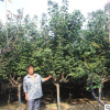 秋色如鑫園藝場(chǎng)出售各種苗木成活率