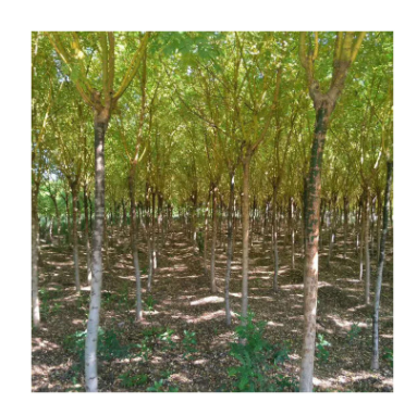 園藝場出售金葉槐 基地行道綠化金葉槐 黃金槐 金枝槐