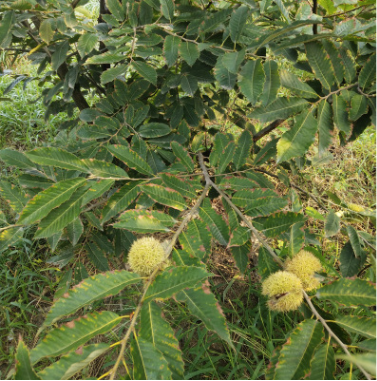 園藝場(chǎng)直售板栗樹(shù)苗 嫁接果樹(shù)苗大紅袍栗子苗 果實(shí)甘甜可口板栗苗
