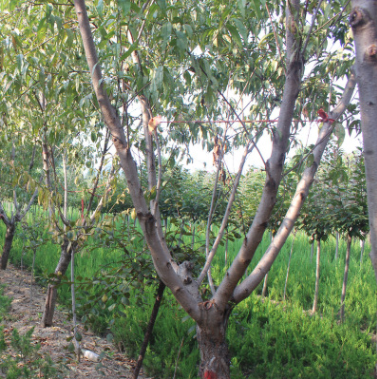 園藝場基地批發直售寒紅碧桃 苗圃培育出售碧桃