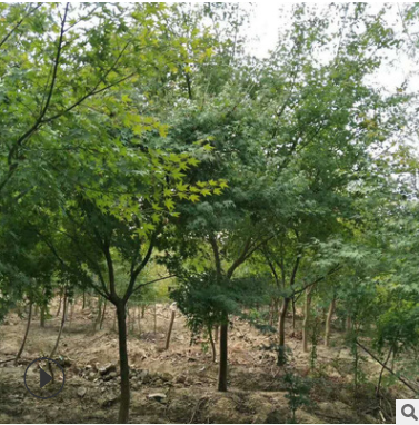 基地直銷 雞爪槭 紅楓 青楓 羽毛楓 工程綠化 品種齊全