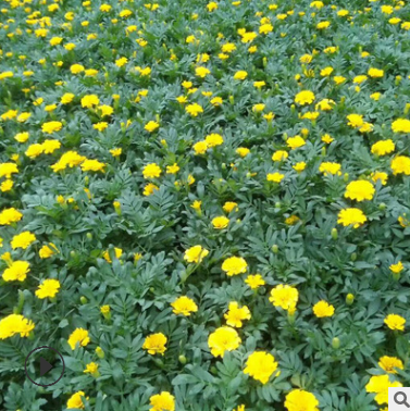 孔雀草 高度30公分左右 小萬壽菊 紅黃草